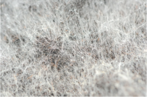 A close up of microbes which looks like a tundra landscape